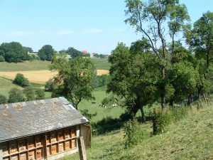 Bienenhütte aufs Dorf