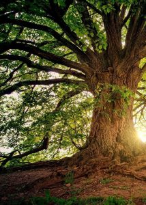 Baum